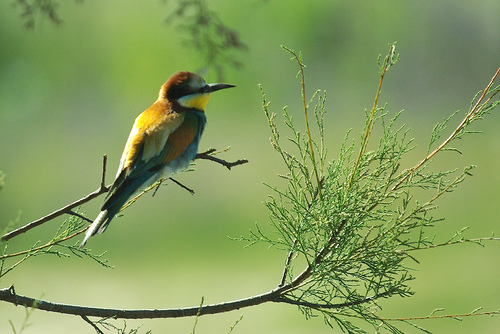 Las aves: sus cantos