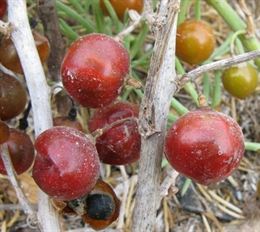 Real Jardín Botánico