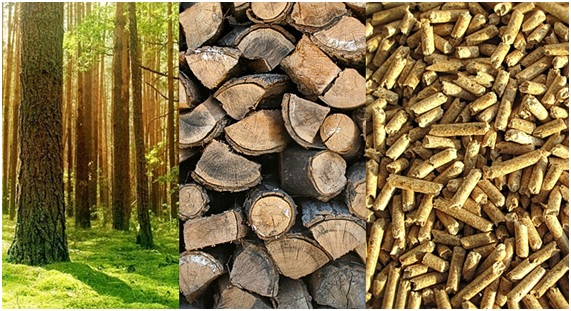 Curso sobre la biomasa