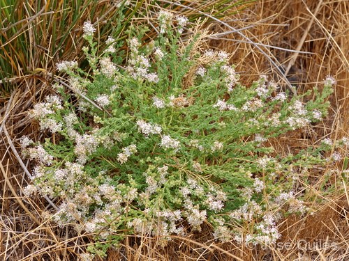 Localizan en Los Urrutias tres núcleos de una planta de la especie Cresa (Cressa cretica) que no se encontraba desde hace 40 años en el Mar Menor