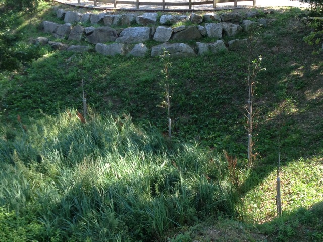 Las empresas Bosques Sostenibles y Viglya impulsan la reforestación del Arroyo Otero y Palancarte (Cantabria)