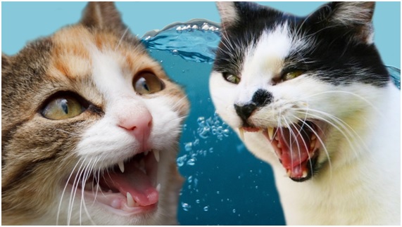 10 cosas que suelen hacer infeliz a un gato