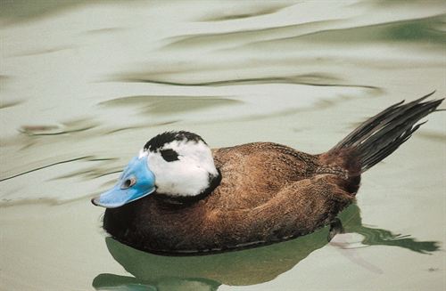 La población española de malvasía cabeciblanca crece