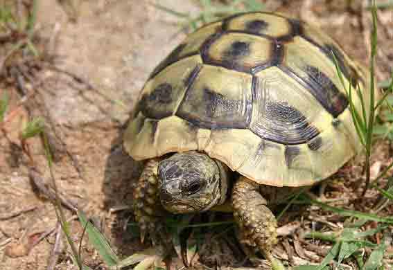 Almería. Recuperadas 13 tortugas ‘mora’  una especie en peligro de extinción
