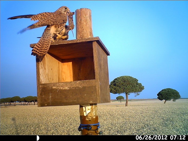 Se presenta en Segovia una exposición itinerante sobre el control biológico de las plagas de topillo
