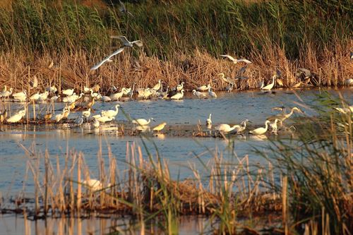 Campaña de anillamiento de aves en LAlbufera