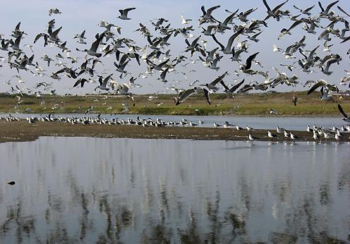 Plan para salvar el humedal más importante de Chile