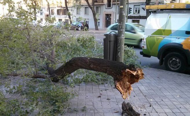 Caída de árboles en Madrid por falta de poda o enfermedad