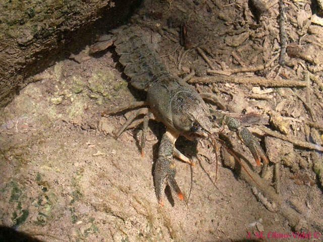 El cangrejo de río español ya solo está presente en 500 poblaciones