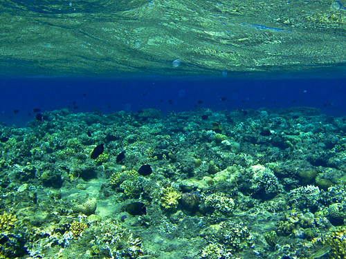 Una investigadora del IEO de Santander dirige un trabajo que cuantifica tres especies de corales de profundidad