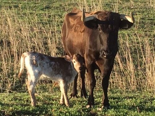 La Fundación Toro de Lidia se ‘rearma’