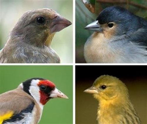 Entidades animalistas llevan a Europa la autorización del Gobierno catalán para cazar pájaros cantores