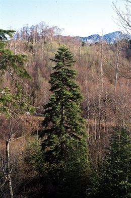 Las raíces de los árboles de montaña actúan como termostato procesando CO2 de la atmósfera