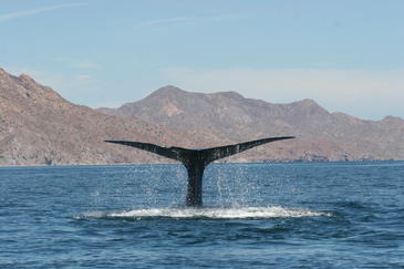 Las ballenas azules se broncean para protegerse de la radiación ultravioleta