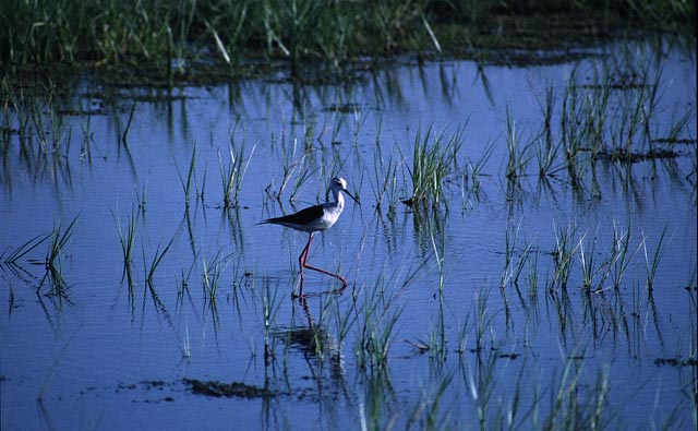 El Ibanat y el Club Pollentia Resort apuestan por la conservación de la Reserva Natural de sAlbufereta
