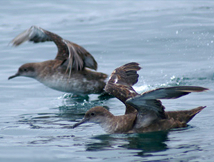 El ave más amenazada la pardela balear