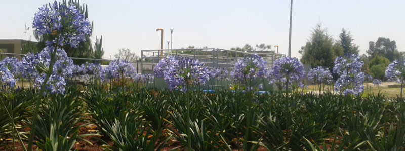 Hydropure: tratamiento de aguas con flores y bacterias