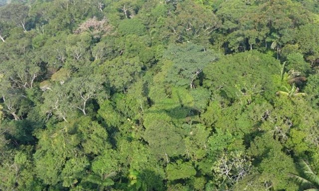 RDC echa a dos activistas que estaban investigando la tala ilegal de árboles en la selva congoleña
