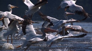 Aves en América del Norte encuentran apoyo en su ruta migratoria