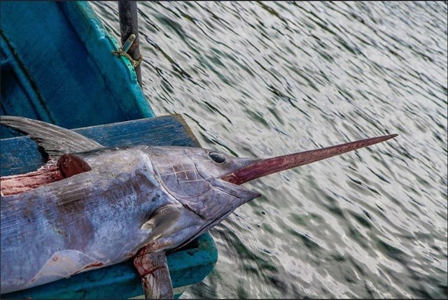 Medidas para mejorar el estado de las poblaciones de peces del Mediterráneo