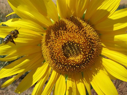 Conoce los pesticidas en spray que matan a las abejas