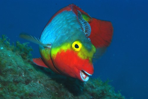 Diversidad biológica de las islas Baleares y Canarias