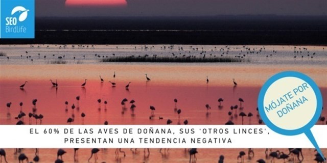 SEO/BirdLife pide medidas contundentes a España para garantizar el buen estado de Doñana tras aplazamiento de UNESCO