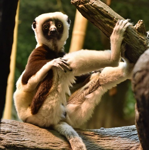 Quieren sacrificar a 135 primates de un centro privado de Madrid por problemas económicos