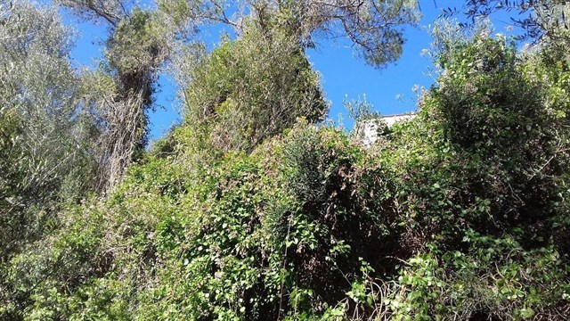 El Parque Natural de Mondragó lleva a cabo tareas de conservación en la zona de ses Fonts de nAlis y del caló des Burgi