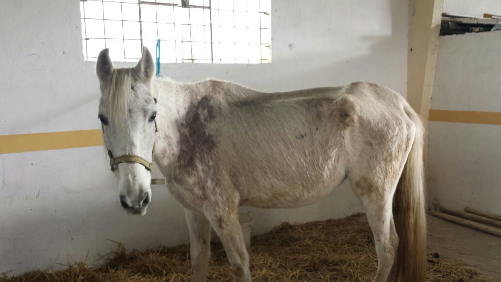 Euskadi. Los caballos del centro hípico Cobar de Okendo decomisados por la Diputación de Araba
