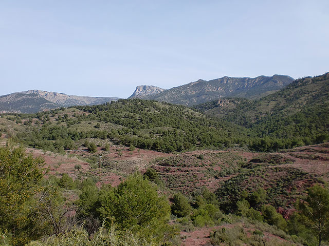 APESE dice que más del 45% de las muestras tomadas a animales de la reserva de Sierra Espuña presenta la pseudorrabia