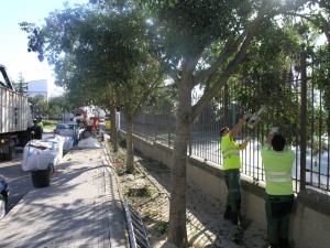 Cádiz. El Ayuntamiento de Villamartín realiza podas salvajes