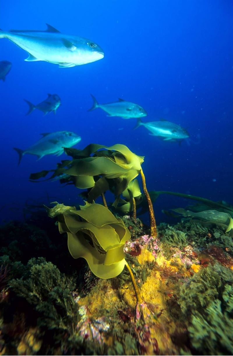 Oceana felicita a Portugal por incluir el Banco de Gorringe en la Red Natura 2000