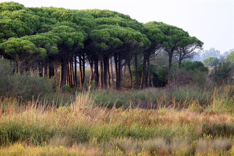 Ajustes en cantidad y medios de los guardias forestales en Doñana