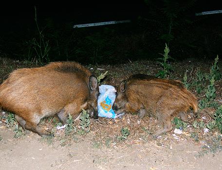 La Guardia Civil incauta en la localidad riojana de Autol nueve cabezas de corzo y dos jabalíes vivos