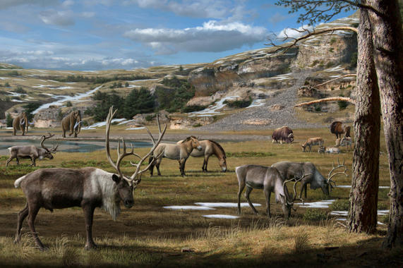 Qué comía la antigua megafauna ártica