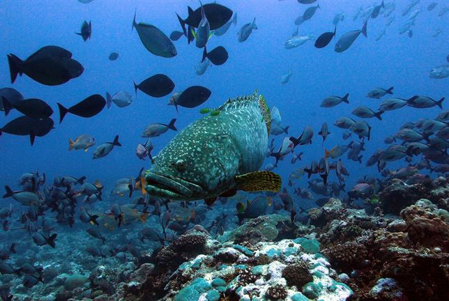 Peces especializados hacen de médicos para los arrecifes de coral