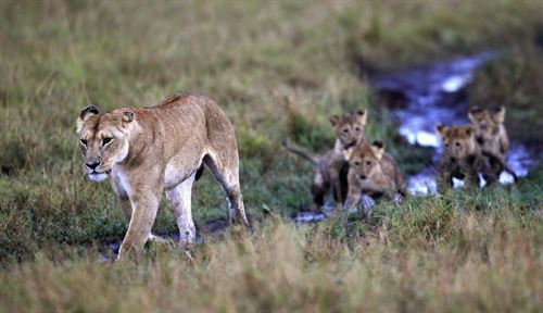 Buscan a seis leones perdidos que atravesaron la valla de un parque nacional en la ciudad de Nairobi