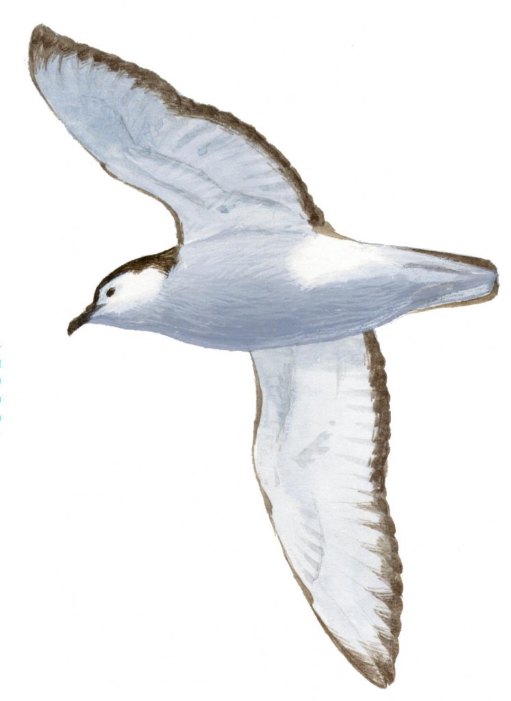 Medio Ambiente arranca un Plan de Protección de Especies para frenar el impacto del vertido sobre la fauna en aguas canarias