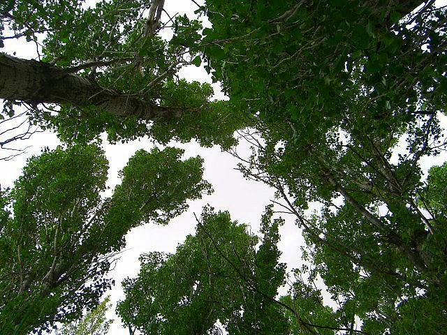 El Gobierno concede más de 2 millones de euros a Castilla-La Mancha para protección del medio natural