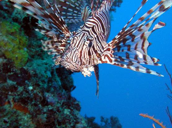 Las playas de Santander ‘victimas’ de las picaduras de pez escorpión