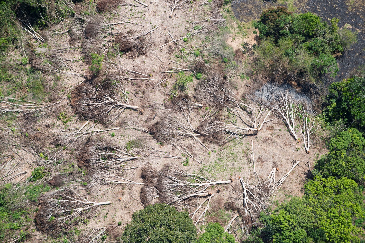 Los esfuerzos contradictorios de Brasil en protección forestal