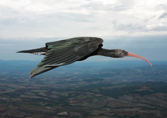 El ibis nos muestra todos los secretos del vuelo en formación de V de las aves