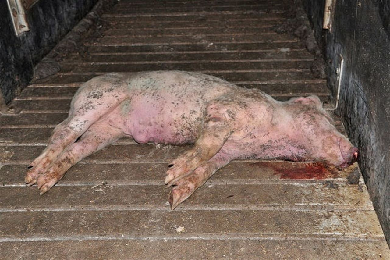 La cara ‘B’ de las granjas de cerdos del Reino Unido