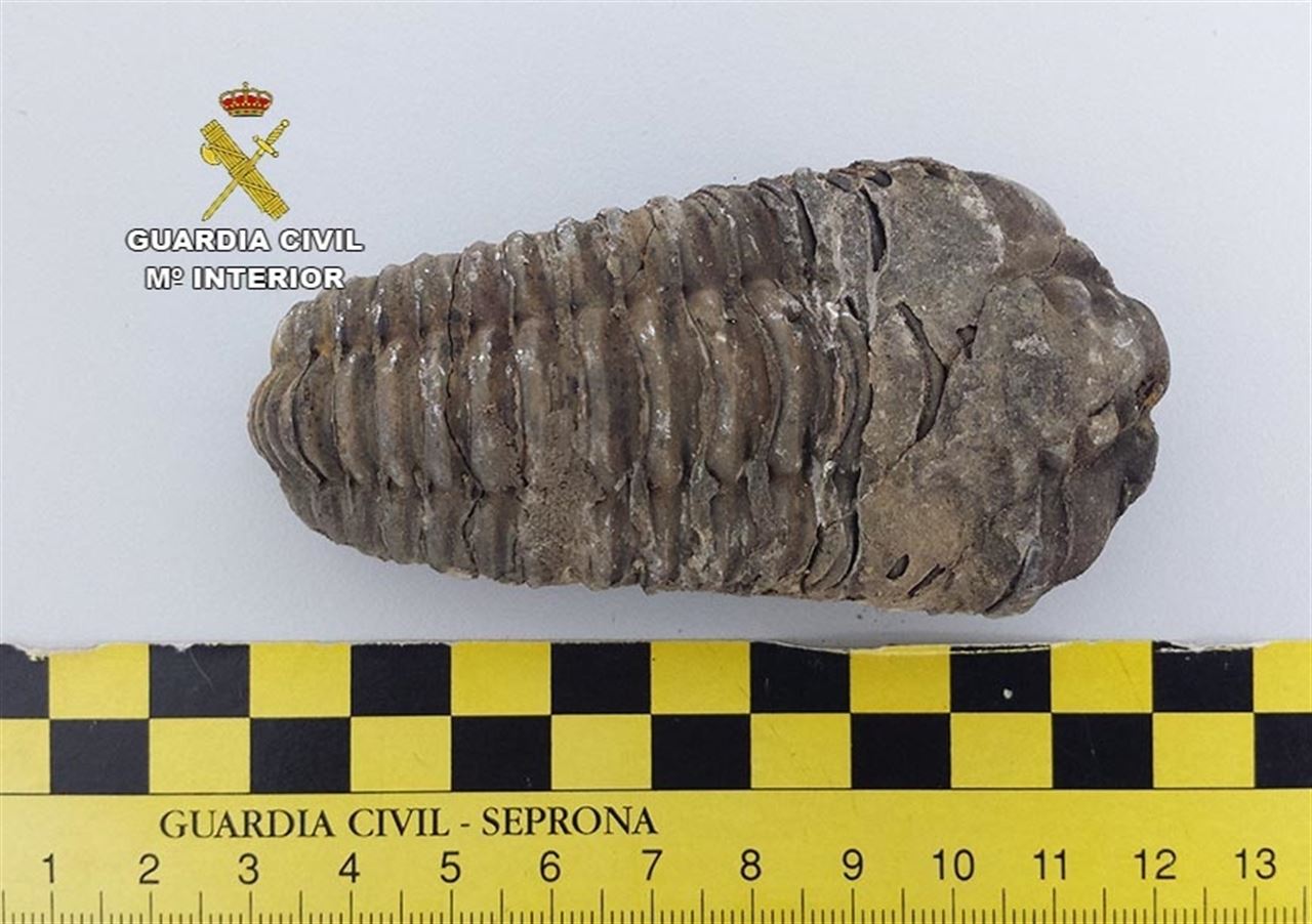 Recuperan 1.600 piezas fósiles comercializadas ilegalmente en Menorca