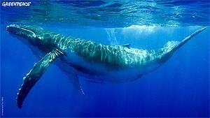 Has visto una ballena ¡Ellos la tuvieron en su frigorífico!