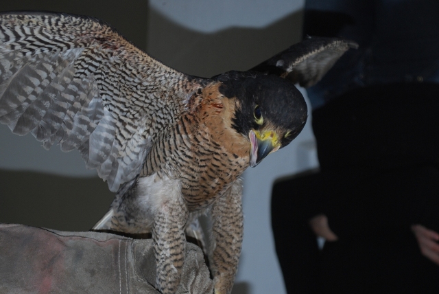 Dos Halcones Peregrinos fueron trasladados a Temaiken