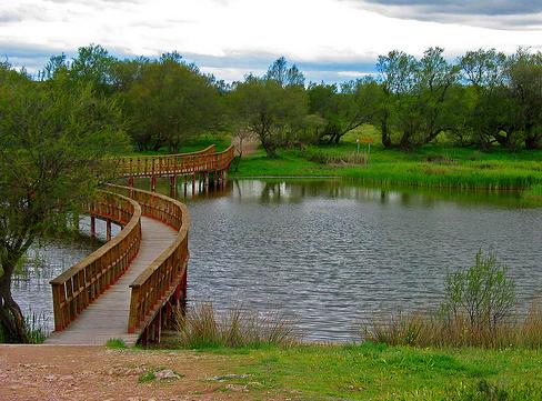 Termina el brote de botulismo en Tablas de Daimiel