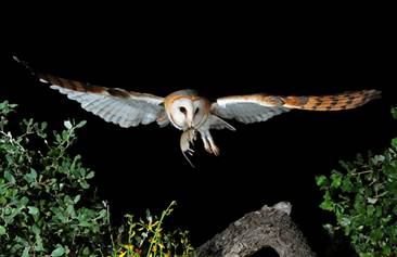Miles de lechuzas como esta desaparecen en el medio rural de nuestro país