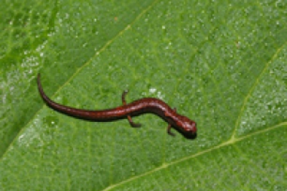 Descubren nuevas especies de salamandra en Oaxaca